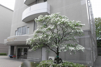 日米友好のシンボルとして日本からアメリカに贈られたポトマック河畔の桜は有名ですが、今年で寄贈から100周年を迎えました。このお礼として1915年にアメリカから贈られたのが花水木です。