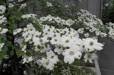 花水木の花言葉は「返礼」。アメリカから贈られた原木の一つが、今でも東京の小石川植物園にあるそうです。