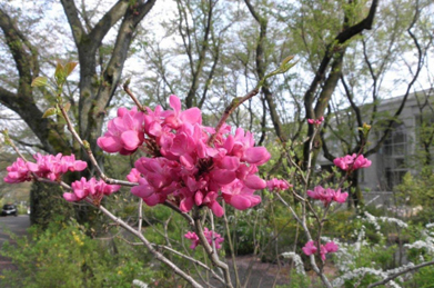 花水木と同じく「花」から始まる名前の花蘇芳（ハナズオウ）も咲いています。こちらの原産は中国です。