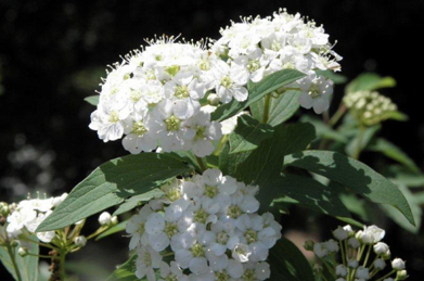 大手毬とくれば小手毬（コデマリ）。しかし、こちらはバラ科で、花は雪柳に似ています。