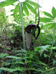 サトイモ科の浦島草（ウラシマソウ）も有毒植物。上に向かって伸びている花穂を浦島太郎の釣り糸に見立ててついた名前です。