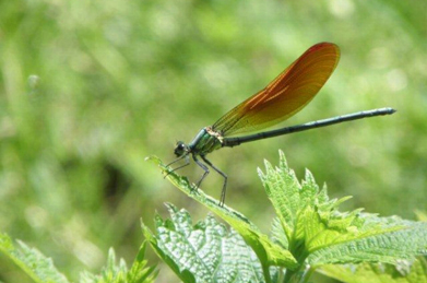 見た目も涼しげな糸蜻蛉（イトトンボ）。自然の生み出す造形美にしばし見とれてしまいました。