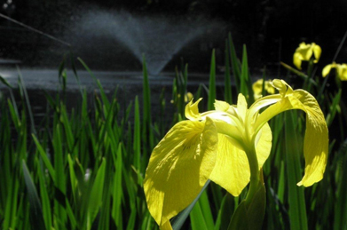 今回は、菖蒲の花が咲き始めた「文学の池」周辺を歩いてみることにしましょう。