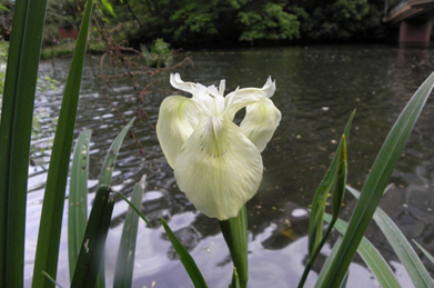 今回は、菖蒲の花が咲き始めた「文学の池」周辺を歩いてみることにしましょう。