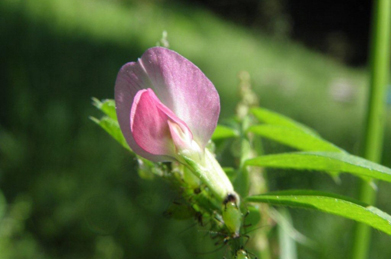 烏野豌豆（カラスノエンドウ）は、その名の通りマメ科の植物。花の後には豆が入った小さな莢（サヤ）が実ります。