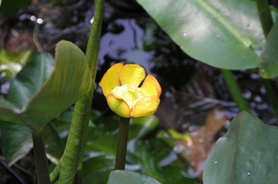 「セントラル」の前にある小さな池では、河骨（コウホネ）が咲いています。何となく不気味な名前は、水中の根茎が骨のように見えることからついたもの。スイレン科の植物です。