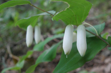 鳴子百合（ナルコユリ）は、白い小さな花をつけます。地下茎は強壮薬になります。