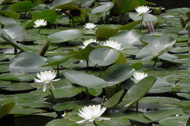 前月はまばらだった「文学に池」のスイレンの花の数が増えてきました。