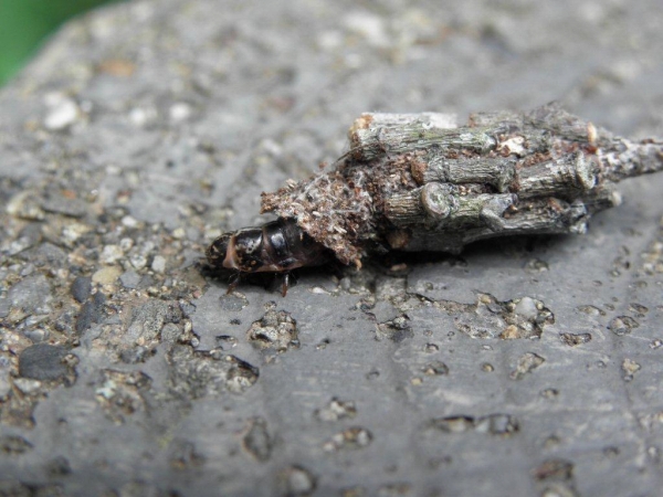 蓑虫（みのむし）は、簑蛾（みのが）の幼虫。枕草子にも登場する蓑虫の姿が、最近あまり見られなくなったのは残念です。