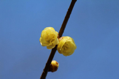 「平安の庭」では、蝋梅（ロウバイ）が開花。下向きに咲く花からは上品な香りが漂います。