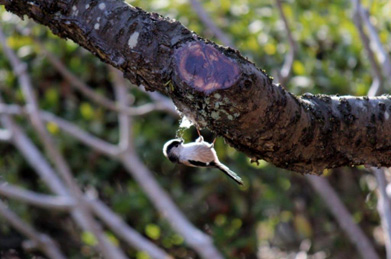 木の幹で何やら引っ張っているのは、精巧な巣を作る柄長（えなが）です。春は子育ての季節。そろそろ巣の材料集めをしているのでしょう。