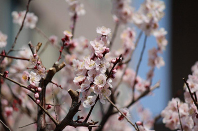 桜にバトンを渡すまでは梅が主役。キャンパスのそこかしこで香りと花が楽しめます。