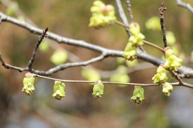 国際交流センターの裏手で土佐水木（トサミズキ）が咲き始めています。