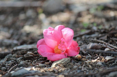 見分け方のポイントは、椿は花のまま落ちるのに対して、山茶花は花びらがバラバラになって散っていきます。