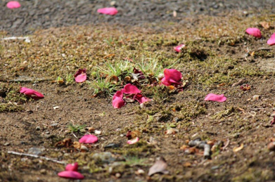 見分け方のポイントは、椿は花のまま落ちるのに対して、山茶花は花びらがバラバラになって散っていきます。