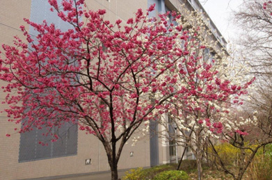 卒業式の式典が行われた池田記念講堂の横では、寒緋桜（かんひざくら）と白木蓮（ハクモクレン）が並んで咲いています。