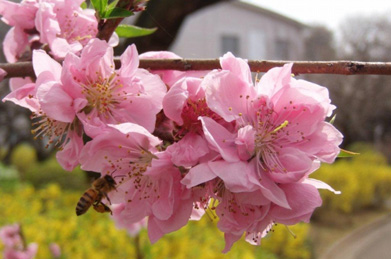 蜜蜂が、桃の花の蜜を集めにやってきました。