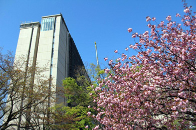 例年より開花が早かった染井吉野は散りおえ、キャンパスは八重桜の季節を迎えました。親元を離れ、地方からやってきた新入生は、新しい生活にまだまだ戸惑うことばかりかも知れませんね。