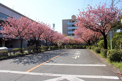 遠くから見るとピンク一色に見える八重桜の並木ですが・・。