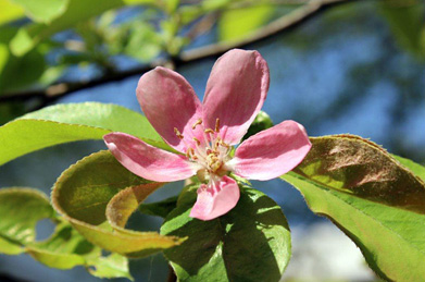 ご存知の通り、桜はバラ科の植物。ここから紹介する4種類の花もすべてバラ科の植物です。まずは、花梨（カリン）。秋には黄色い実がなります。