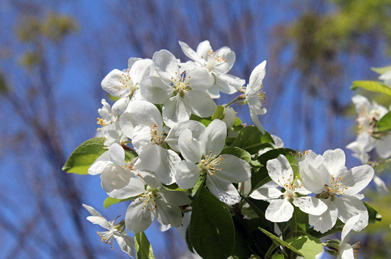 白い桜のように見えるのは、姫林檎（ヒメリンゴ）です。