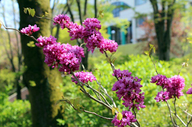 正門から池田記念講堂へと続く道には、緋色の花が咲いています。名前は花蘇芳（ハナズオウ）。中国原産のマメ科の植物です。