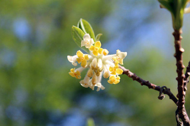 「出発の庭」があるローターリーの一隅では、和紙の原料にもなる三又（ミツマタ）が咲いています。