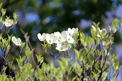 花水木の花言葉は「返礼」。かつて日本からワシントンに贈った桜のお礼にと、アメリカから送られたのが花水木です。