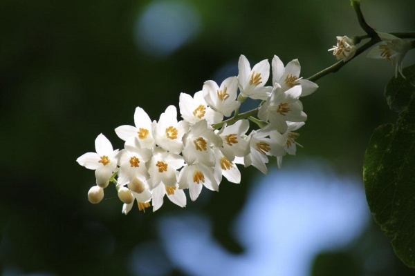 エゴノキの花より少し早く咲くのは、同じエゴノキ科の白雲木（ハクウンボク）。花もエゴノキにそっくりです。
