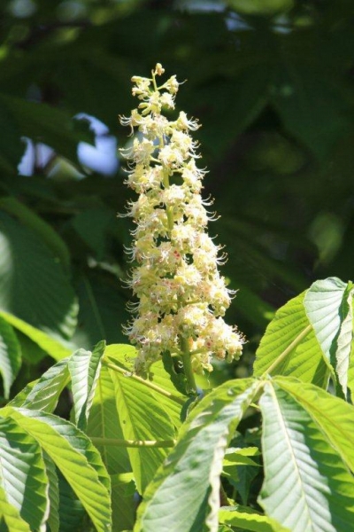 まっすぐ上に伸びているのは、栃の木の花。この花から取れる蜂蜜は絶品です。秋には栗に似た実をつけます。