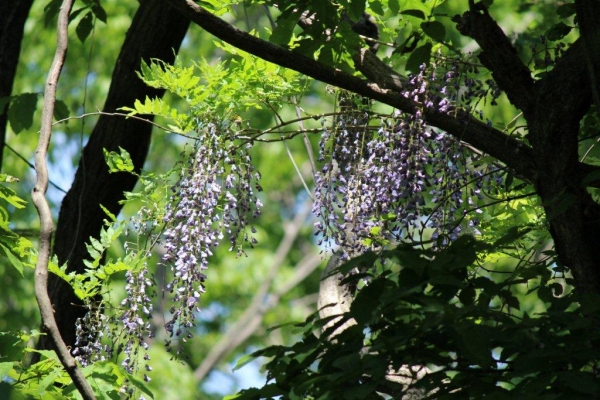池田記念講堂の横の雑木林には、山藤（ヤマフジ）が咲きます。他の木に巻き付いて、上に伸びていきます。