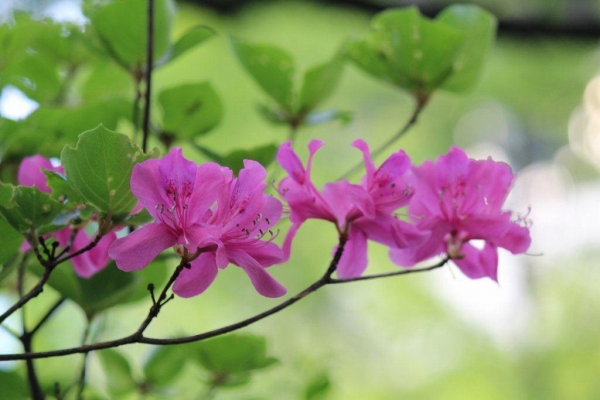 神宮つつじは、三重県にある伊勢順宮の近くで見つかったのでついた名前。一般的なツツジより遅れて咲き始めます。