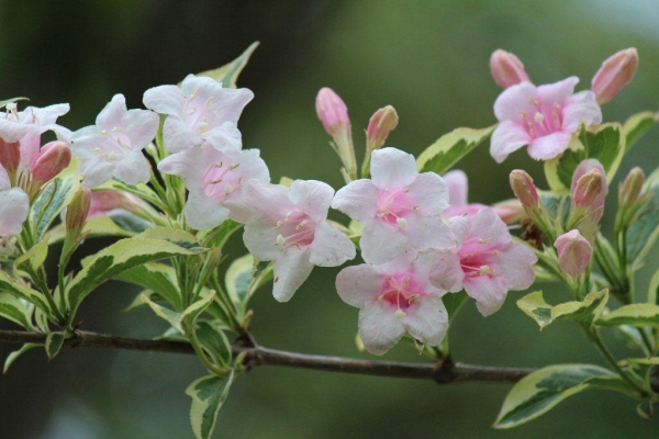 白萩寮の前では、スイカズラ科の谷空木（タニウツギ）が咲いています。
