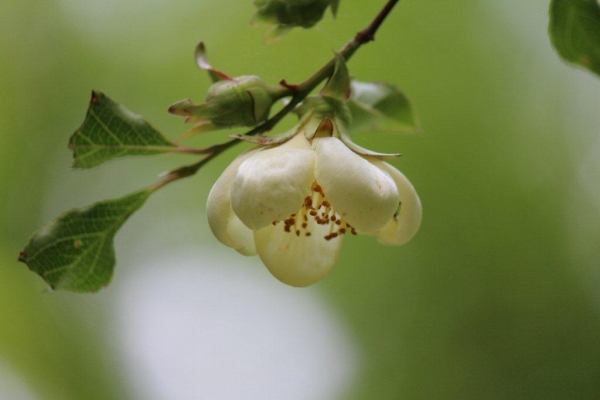 夏椿の別名は沙羅樹（しゃらのき）。咲くとすぐに花が落ちることから、平家物語に「沙羅双樹の花の色、盛者必衰の理をあらはす」とありますが、日本の夏椿（沙羅樹）とインド原産の本来の沙羅双樹とは別種の植物です。