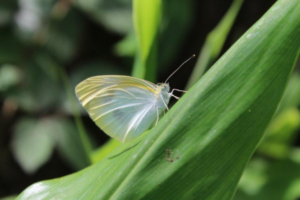 「白蝶あそこに喜び舞いて」と本学の学生歌に歌われているように、睡蓮の咲く「文学の池」で白い蝶を見かけました。