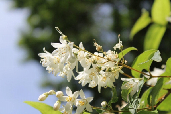 空木（ウツギ）もユキノシタ科の植物。空木は卯の花（ウノハナ）とも言いますが、陰暦４月の卯月（うづき）は「うのはなづき」とも呼ばれます。
