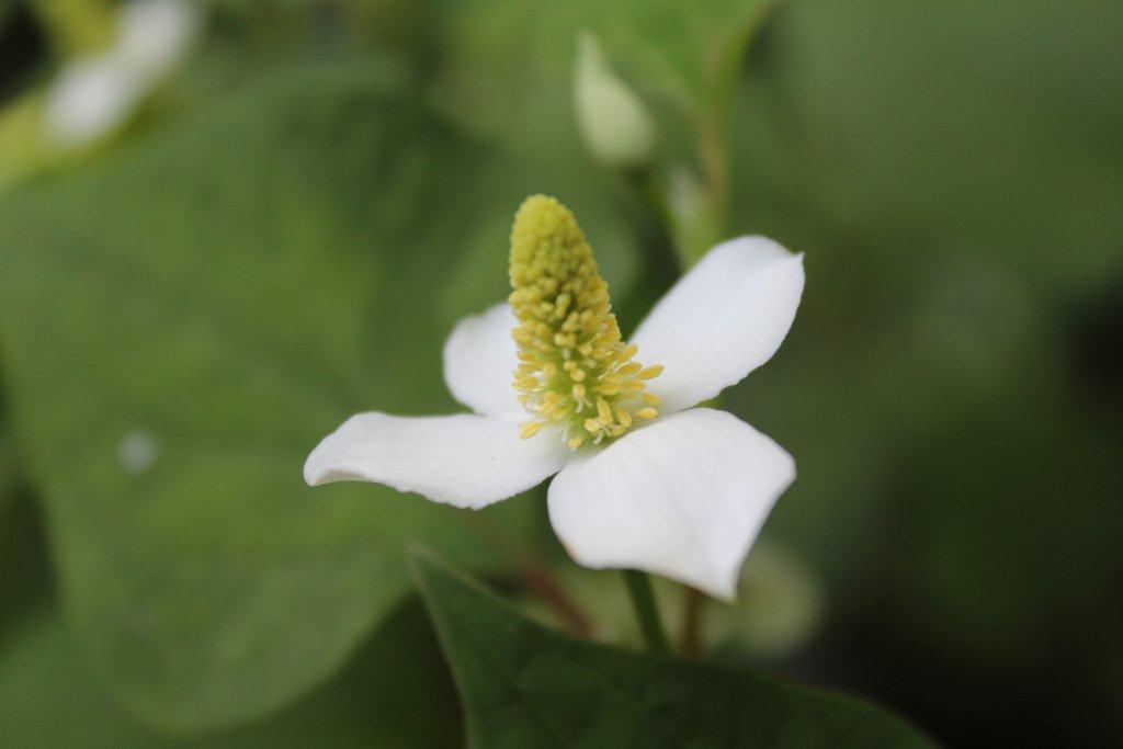 薬草として知られるドクダミにも白い苞（ほう）があり、中心部の棒状の花序に小花が密集します。