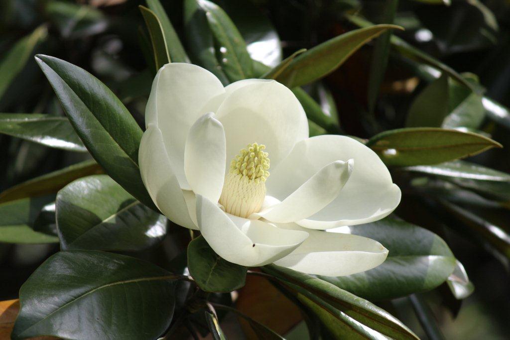 泰山木（タイサンボク）の花には香りがあります。「平安の庭」へと下る坂の右手で咲いていました。