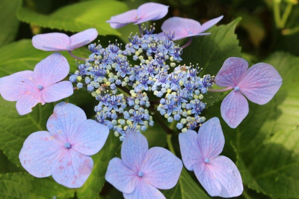 額紫陽花がセイヨウアジサイの母種とされています。