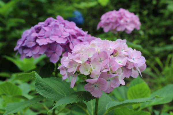 セイヨウアジサイは、日本の紫陽花がヨーロッパで品種改良され、逆輸入されたものです。