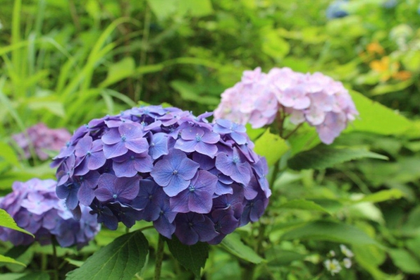 紫陽花は日本固有種。古くは万葉集にも詠まれています。