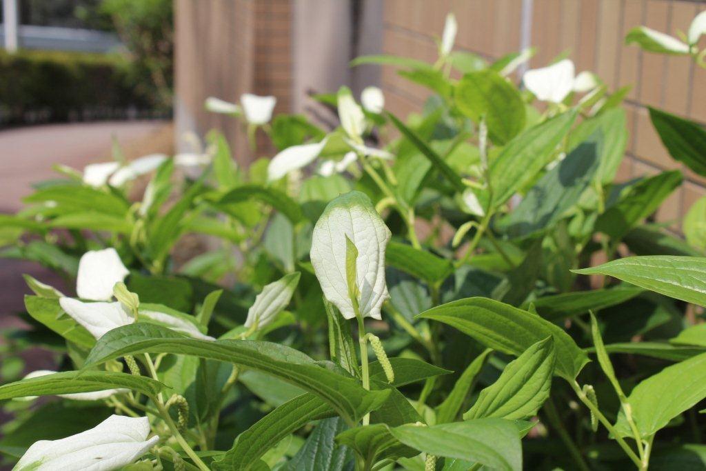 半夏生は、旧暦で季節の変化を表す七十二候（しちじゅうにこう）の一つ。その半夏生を迎える頃に、同じ名前を持つ半夏生（ドクダミ科）という植物の葉が白くなります。