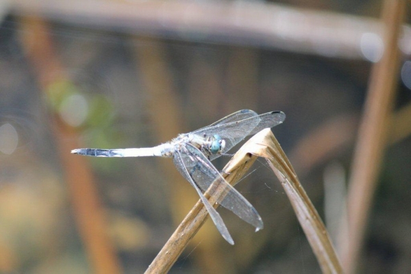この季節の「文学の池」では、蜻蛉（とんぼ）の空中戦が繰り広げられています。まずは、シオカラトンボです。