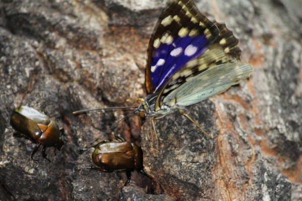 カナブンと樹液を争っているのは、国蝶のオオムラサキ。日本のタテハチョウ科の中では最大の蝶です。