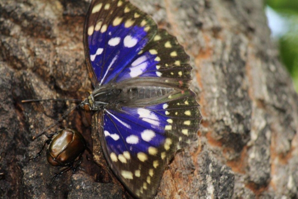 しばらく観察していると、美しい羽を広げてくれました。青紫色の羽は雄の特徴です。
