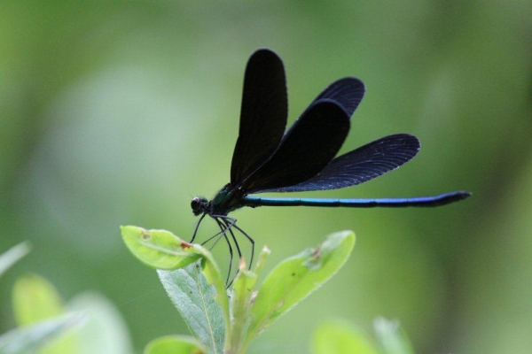 美しい黒い羽を広げて見せてくれたのは翅黒蜻蛉（はぐろとんぼ）。カワトンボ科のトンボで、ゆらゆらと飛びます。