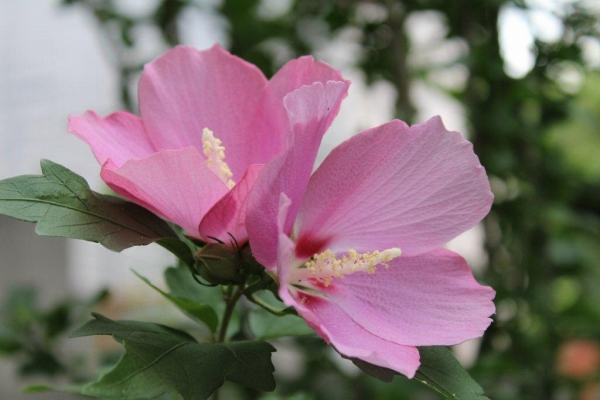 山百合は八王子市の花ですが、木槿（ムクゲ）は韓国の国花です。