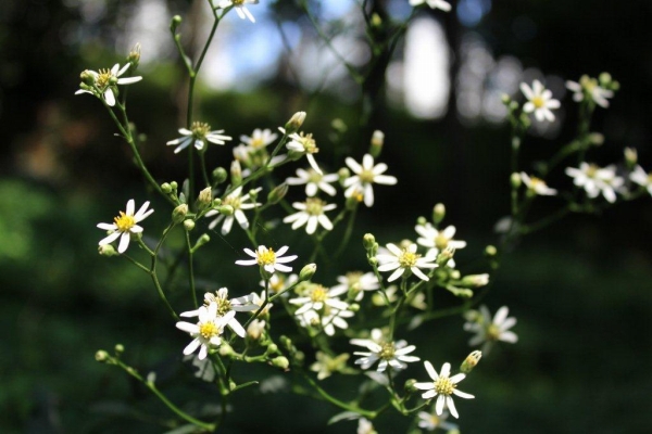 白山菊（シラヤマギク）はキク科。秋にはキク科の花もいろいろと咲き始めます。