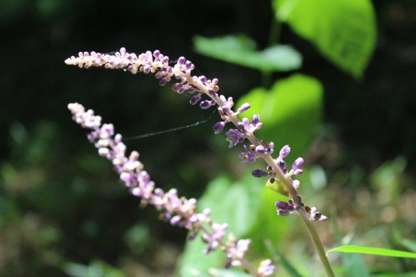 蘭と名はつくものの、薮蘭（ヤブラン）もユリ科。雑木林の中で、紫の小花をつけます。