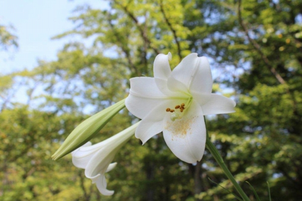 正面ロータリーで咲いているのは高砂百合（タカサゴユリ）。毎年、晩夏に咲きます。
